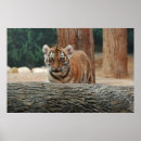 Suche nach tigerjunge poster Katze