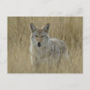 Suche nach kojoten postkarten Canis latrans