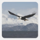 Suche nach flug aufkleber Weißkopfseeadler