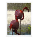 Suche nach florida vögel poster Sonne