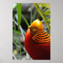 Suche nach bunte vögel poster Grün