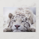 Suche nach niedlicher tiger postkarten Große katze