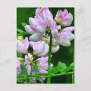 Suche nach rosa blumenbilder postkarten Naturfotografie