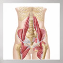 Suche nach ligamente poster Digital erzeugtes bild