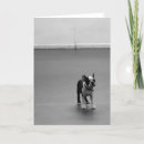 Suche nach boston karten Terrier