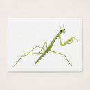 Suche nach betender mantis Insekt
