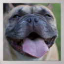 Suche nach frenchie poster Bulldogin