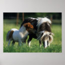 Suche nach stutenfohlen poster Miniatur