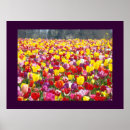 Suche nach tulpe poster Für alle