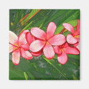 Suche nach frangipani magnete Fotografie