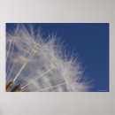 Suche nach dandelions poster Nature
