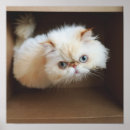 Suche nach menschliches auge poster Farbbild