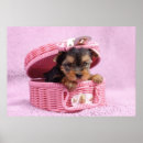 Suche nach lustige yorkshire terrier poster Hund