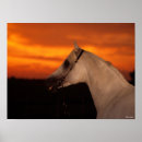 Suche nach arabische sprache poster Sonnenuntergang