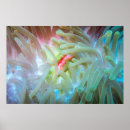 Suche nach underwater poster Photography