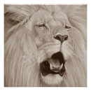 Suche nach afrikanischer löwe poster Wildtiere