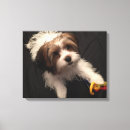 Suche nach yorkie leinwandbilder Welpe