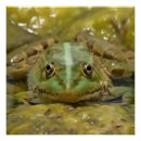 Suche nach grüner frosch poster Tier