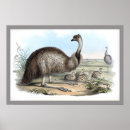 Suche nach emu Dromaius novaehollandiae