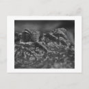 Suche nach amerikanischer alligator postkarten Natur