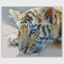 Suche nach babytiere geschenkpapier Tiger