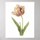 Suche nach tulip poster Pflanze