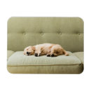 Suche nach sofa magnete Haustiere