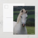 Suche nach bob langrish postkarten Horse