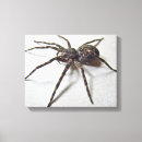 Suche nach spinne kunst Spinnenartiges tier
