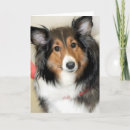 Suche nach sheltie karten Hundekarten
