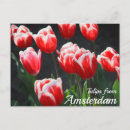 Suche nach tulpen postkarten Frühling