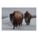 Suche nach drei tiere poster Farbbild
