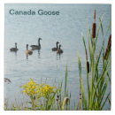 Suche nach gänse fliesen Für alle