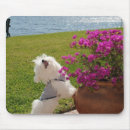 Suche nach riechen mousepads Blumen