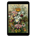Suche nach haeckel magnete Orchideen