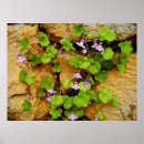 Suche nach efeu poster Wand