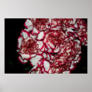 Suche nach nelke poster Farbig