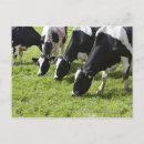 Suche nach milchkuh postkarten Horizontal
