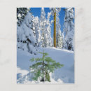 Suche nach schneebedeckter wald postkarten Grün