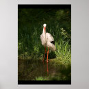 Suche nach störche poster Natur