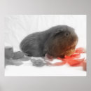 Suche nach guinea pig poster Cute