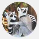 Suche nach lemur aufkleber Madagaskar