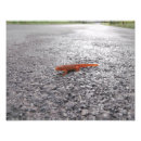 Suche nach salamander kunst Fotografie