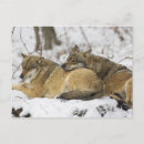 Suche nach wolf im wald postkarten Kaninchen