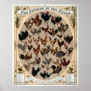 Suche nach poultry poster Chickens