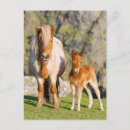 Suche nach shetlandpony postkarten Küste