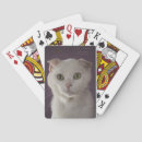 Suche nach scottishfalte Miezekatze