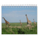 Suche nach giraffen kalender Jede person