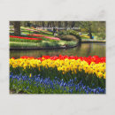 Suche nach keukenhof postkarten Niederlande