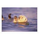 Suche nach seeotter poster Bradley ireland